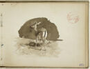 Une biche, vue de dos, image 1/2