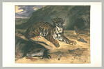 Deux tigres dans leur antre près d'un cheval mort, image 2/2