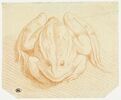 Grenouille, vue de face, image 1/2