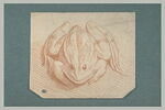 Grenouille, vue de face, image 2/2