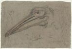 Etudes d'une tête de pélican, de profil, et détails d'une patte et d'un oeil, image 1/2