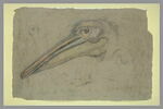 Etudes d'une tête de pélican, de profil, et détails d'une patte et d'un oeil, image 2/2