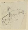 Girafe et rhinocéros, image 1/2