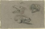 Trois études d'un squelette de tête de renard, image 1/2