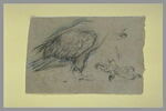 Etudes d'un corps d'oiseau de proie et une griffe, image 2/2