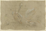 Etudes de pélicans, image 1/2