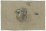 Etude d'une tête de dromadaire, image 1/2