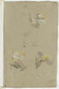Etudes de lions, image 1/2