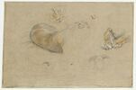 Etudes de lions, de museaux et de pattes, image 1/2