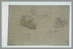 Etudes de lions, de museaux et de pattes, image 2/2
