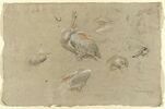 Etudes de pélicans, d'ailes et de becs, image 1/2