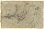 Etude d'oiseaux palmipèdes, image 1/2