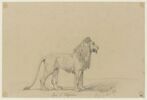 Lion d'Algerie, image 1/2