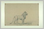 Lion d'Algerie, image 2/2