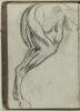 Figure de cheval, jambe arrière de profil, image 1/2