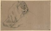 Lion au repos, image 1/2