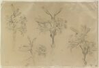 Quatre études de branches de lys, image 1/2