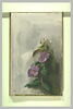 Fleurs, image 2/2
