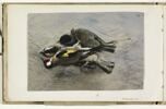 Deux oiseaux morts, image 1/2