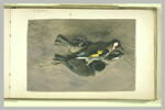 Deux oiseaux morts, image 2/2