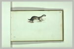 Une belette, image 2/2