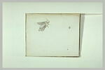 Insecte volant, image 2/2