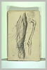 Etude d'ossature, et étude myologique d'une jambe gauche, image 2/2