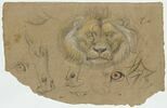 Tête de lion, vue de face, et étude des yeux et de pattes, image 1/2