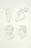Deux têtes d'âne et deux têtes d'homme en relation avec l'âne, image 2/2