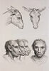 Deux têtes d'âne et quatre têtes d'hommes en relation avec l'âne., image 1/2