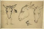 Etudes de trois têtes d'âne, d'un oeil, des pattes avant et des naseaux..., image 3/3