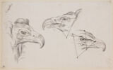 Trois études de têtes d'aigle, image 1/2