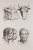 Deux têtes de bouefs et trois têtes d'homme en relation avec le boeuf., image 1/2