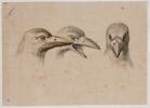 Trois têtes de corbeaux, une de face et deux de profil, image 1/3
