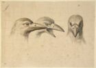 Trois têtes de corbeaux, une de face et deux de profil, image 3/3