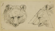 Deux têtes d'ours, l'une de profil et l'autre de face, image 1/2