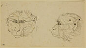 Deux têtes de singe, l'une de face et l'autre de profil, image 1/2
