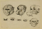 Cinq études de têtes de singes et quatre paires d'yeux de singes, image 1/2