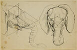 Deux têtes d'éléphant, l'une de profil et l'autre de face, image 1/2