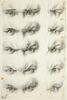 Etudes d'yeux humains, image 1/2