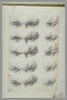 Etudes d'yeux humains, image 2/2