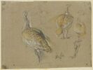 Etudes de pintades, image 1/2