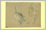 Etudes de pintades, image 2/2