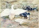 Canards sur l'eau, image 1/2
