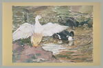 Canards sur l'eau, image 2/2
