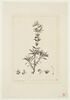 Une plante du jardin de La Malmaison : Stachys ixodes (Labiées), image 1/2