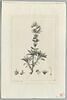 Une plante du jardin de La Malmaison : Stachys ixodes (Labiées), image 2/2