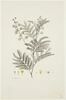 Une plante du jardin de Cels : Mimosa botrycephala (Légumineuses), image 1/2