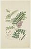 Une plante du jardin de Cels : Robinia viscosa (Légumineuses), image 1/2