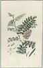 Une plante du jardin de Cels : Robinia viscosa (Légumineuses), image 2/2